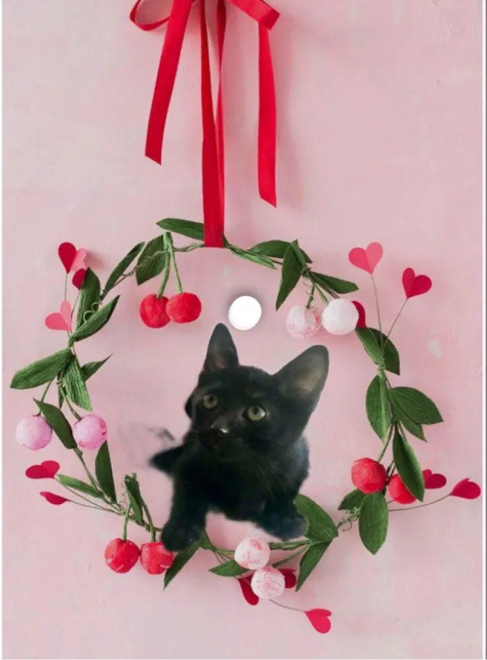 Gato ra a SRD-ViraLata idade 2 a 6 meses nome Kiwi bb2meses Linda 