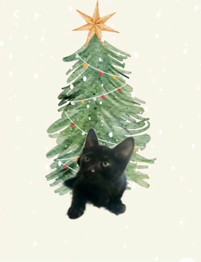 Gato ra a SRD-ViraLata idade 2 a 6 meses nome Kiwi bb2meses Linda 