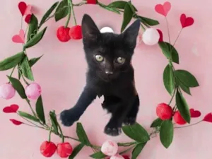 Gato raça SRD-ViraLata idade 2 a 6 meses nome Kiwi bb2meses Linda 