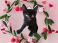 Kiwi bb2meses Linda