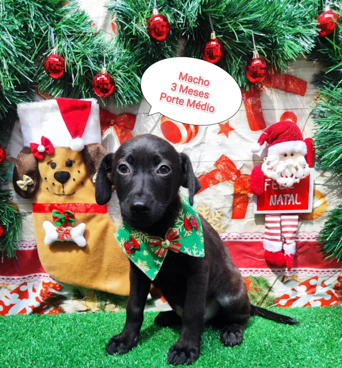 Cachorro ra a  idade 2 a 6 meses nome Filhote Macho 