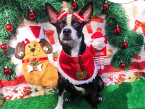 Cachorro raça Mix buldog idade 1 ano nome Rubi