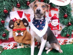 Cachorro raça Fox paulistinha  idade 1 ano nome Thor