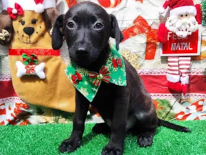 Cachorro raça  idade 2 a 6 meses nome Filhote Macho 