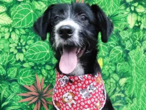 Cachorro raça  idade 2 a 6 meses nome Bartho