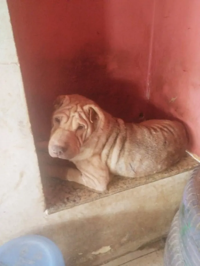 Cachorro ra a Sharpei  idade 4 anos nome Gal