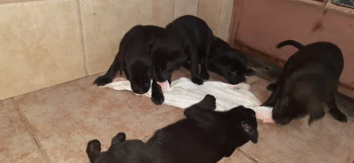 Cachorro ra a Rottweiler com Vira lata idade Abaixo de 2 meses nome Filhotes 