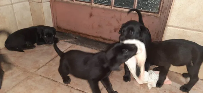 Cachorro ra a Rottweiler com Vira lata idade Abaixo de 2 meses nome Filhotes 