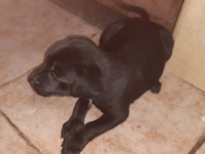 Cachorro ra a Rottweiler com Vira lata idade Abaixo de 2 meses nome Filhotes 