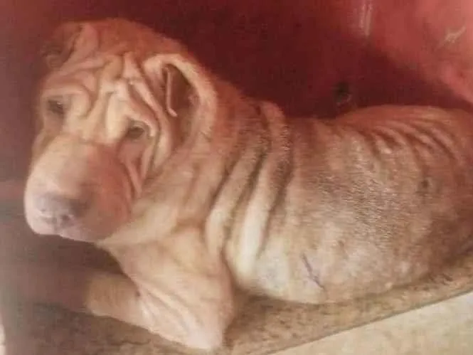 Cachorro ra a Sharpei  idade 4 anos nome Gal