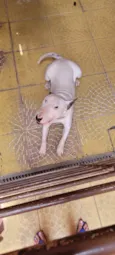 Snoopy