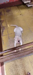 Snoopy