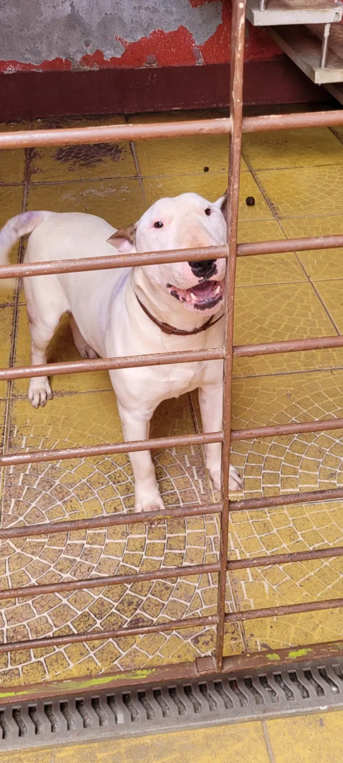 Cachorro ra a Bull terrier  idade 2 anos nome Snoopy 