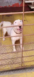 Snoopy