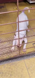 Snoopy