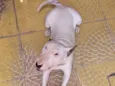 Snoopy