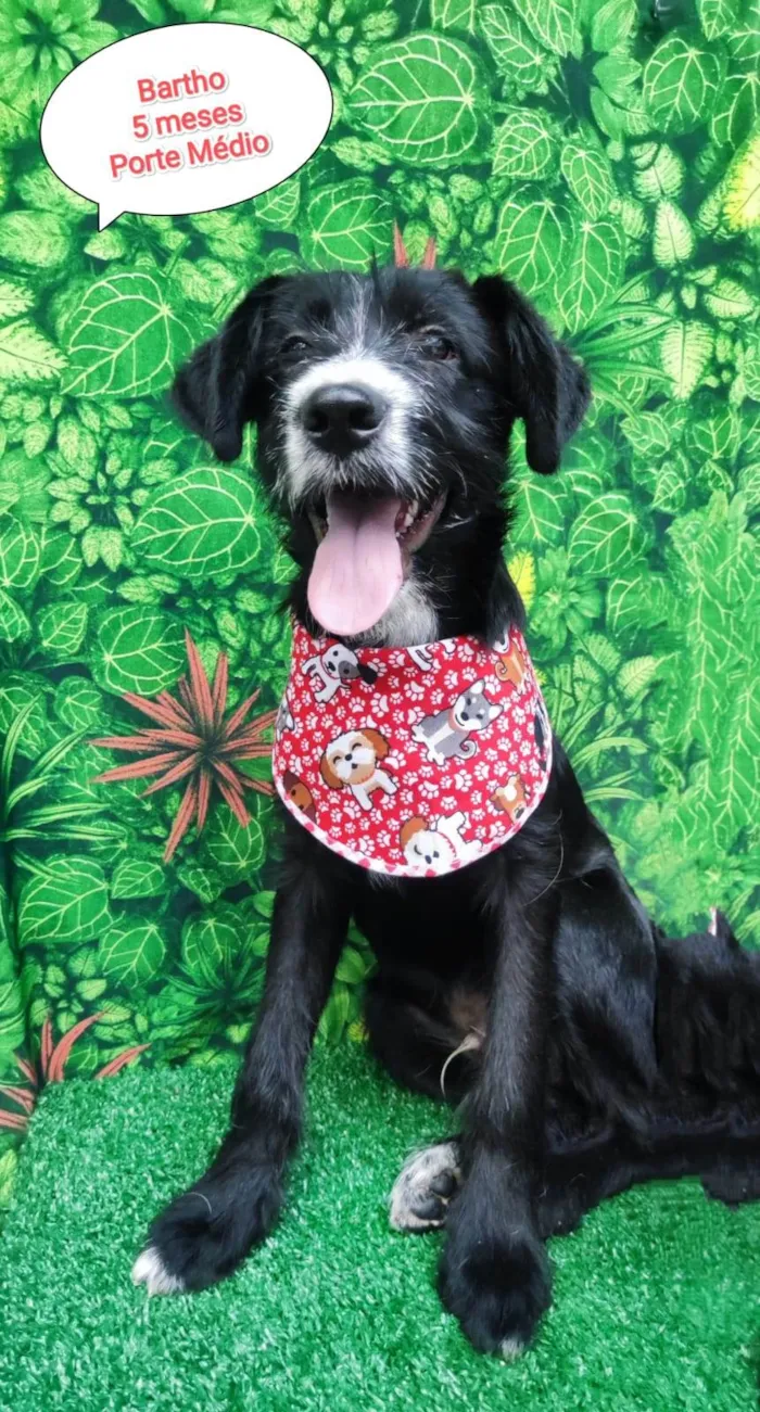 Cachorro ra a SRD-ViraLata idade 2 a 6 meses nome Bartho 