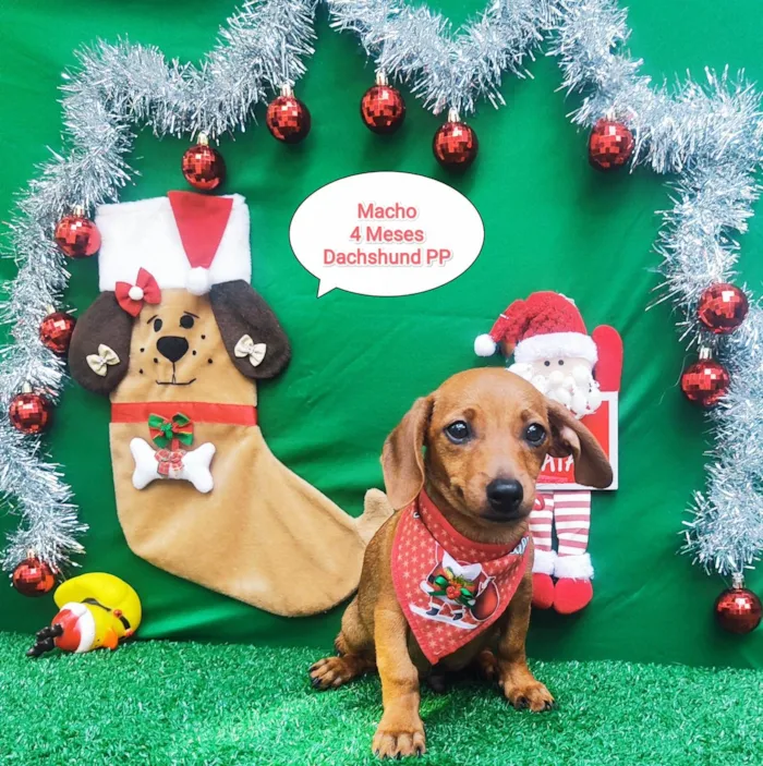 Cachorro ra a Dachshund  idade 2 a 6 meses nome Bambino