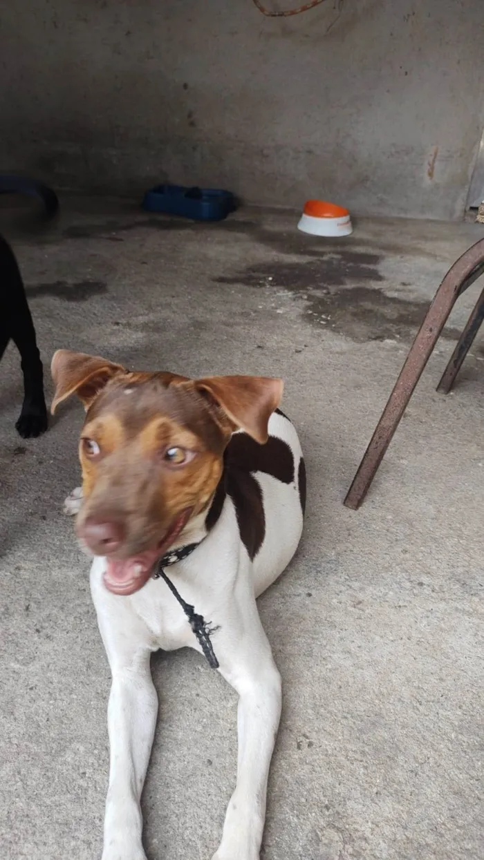 Cachorro ra a Fox Paulistinha  idade 7 a 11 meses nome Crystal