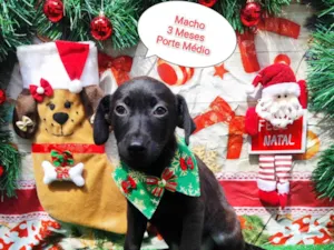 Cachorro raça SRD-ViraLata idade 2 a 6 meses nome Billy