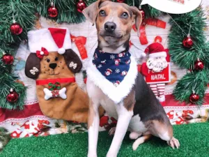 Cachorro raça Fox paulistinha  idade 1 ano nome Thor 