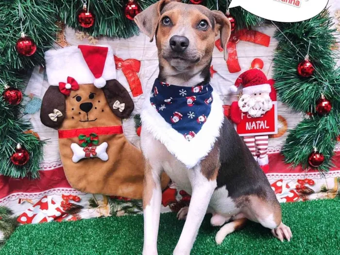 Cachorro ra a Fox paulistinha  idade 1 ano nome Thor 