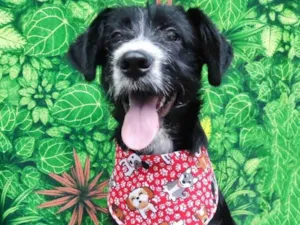 Cachorro raça SRD-ViraLata idade 2 a 6 meses nome Bartho 