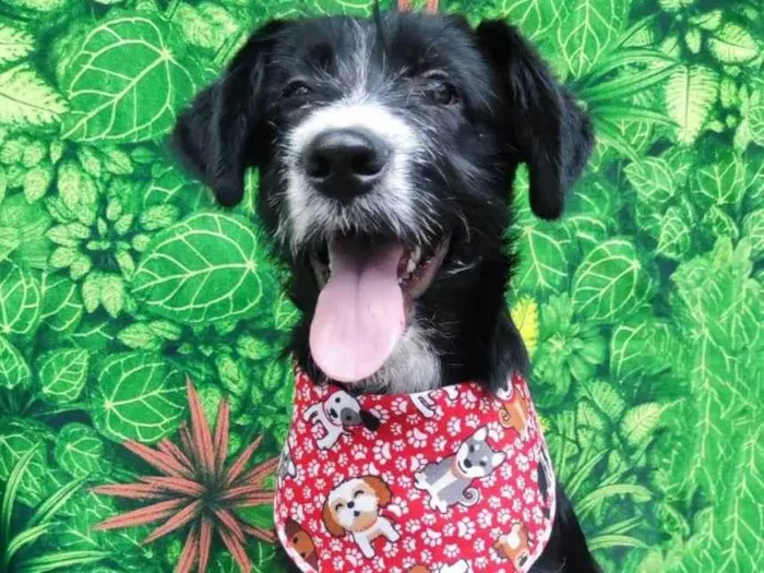 Cachorro ra a SRD-ViraLata idade 2 a 6 meses nome Bartho 