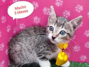Gato raça SRD-ViraLata idade 2 a 6 meses nome Tobe