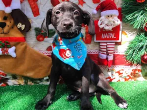 Cachorro raça SRD-ViraLata idade 2 a 6 meses nome Max 