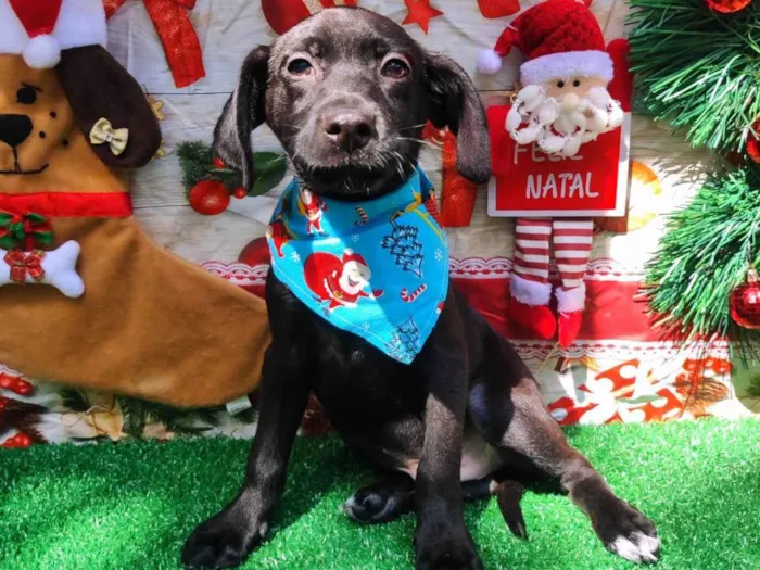 Cachorro ra a SRD-ViraLata idade 2 a 6 meses nome Max 
