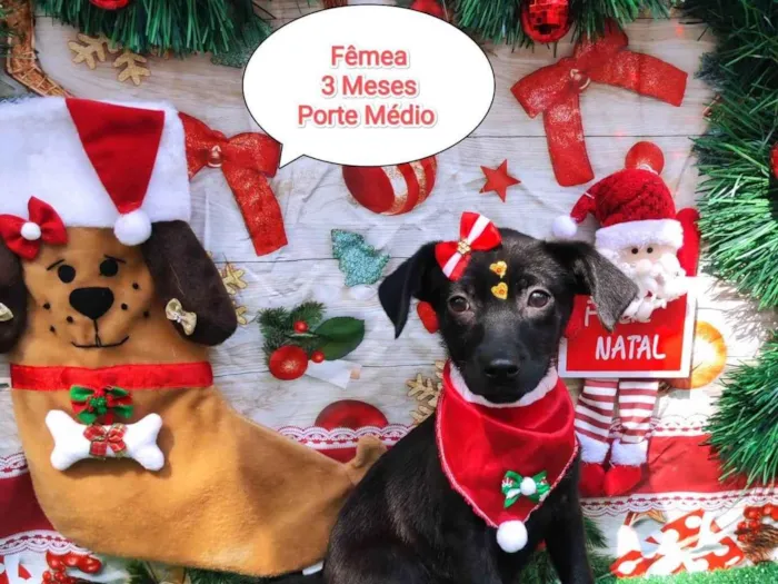 Cachorro ra a SRD-ViraLata idade 2 a 6 meses nome Milla