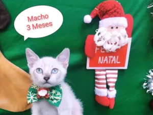 Gato raça SRD-ViraLata idade 2 a 6 meses nome Zeca