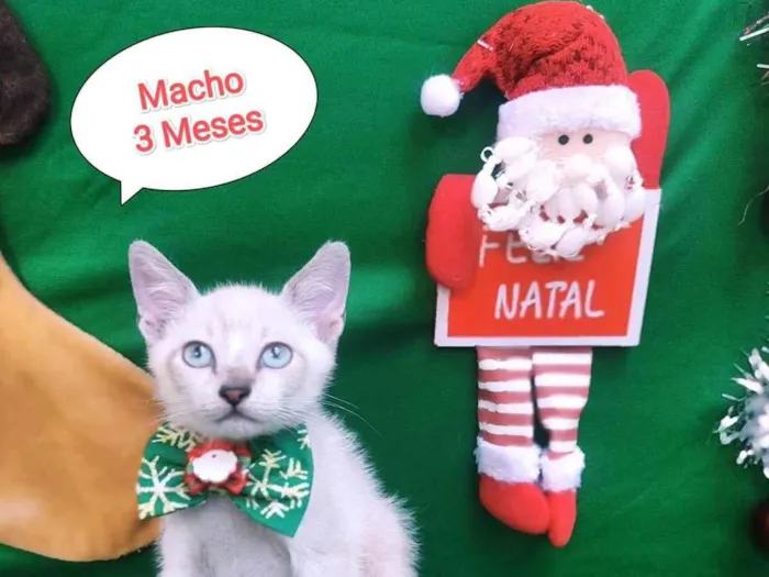 Gato ra a SRD-ViraLata idade 2 a 6 meses nome Zeca