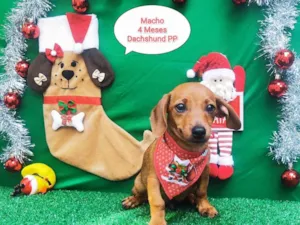 Cachorro raça Dachshund  idade 2 a 6 meses nome Bambino