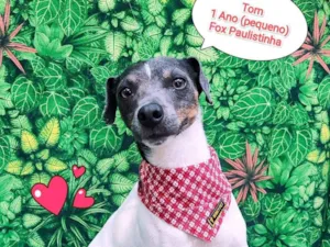 Cachorro raça Fox paulistinha  idade 1 ano nome Tom