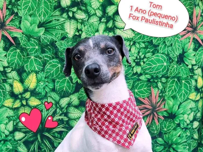 Cachorro ra a Fox paulistinha  idade 1 ano nome Tom