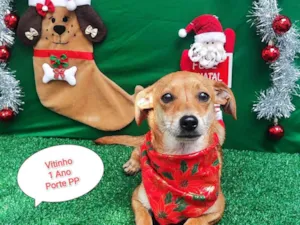 Cachorro raça SRD-ViraLata idade 1 ano nome Vitinho 