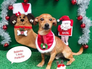 Cachorro raça SRD-ViraLata idade 1 ano nome Robinho 