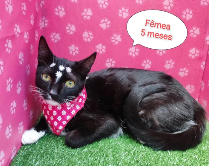 Gato ra a SRD-ViraLata idade 2 a 6 meses nome Bruna 
