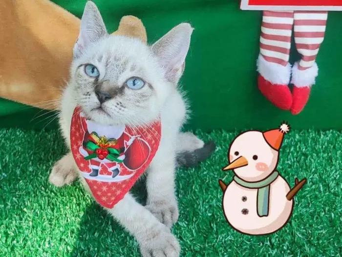 Gato ra a SRD-ViraLata idade 2 a 6 meses nome Liro