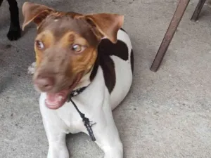 Cachorro raça Fox Paulistinha  idade 7 a 11 meses nome Crystal