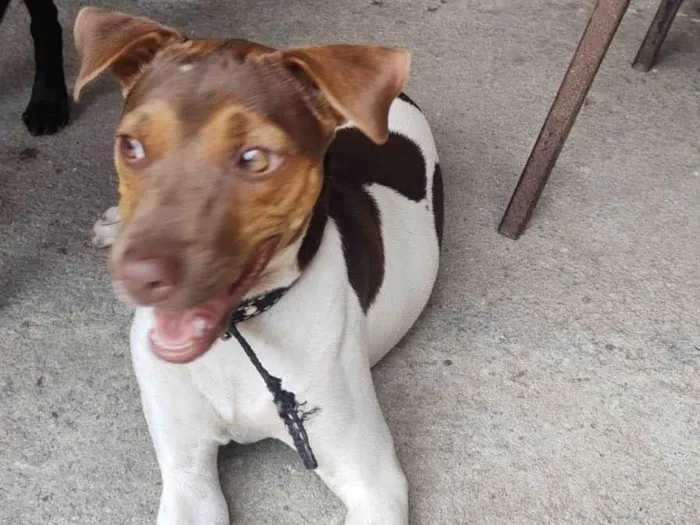 Cachorro ra a Fox Paulistinha  idade 7 a 11 meses nome Crystal