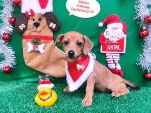 Cachorro raça SRD-ViraLata idade 2 a 6 meses nome Fila