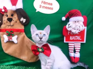 Gato raça SRD-ViraLata idade 2 a 6 meses nome Leona