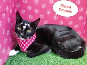 Gato raça SRD-ViraLata idade 2 a 6 meses nome Bruna 