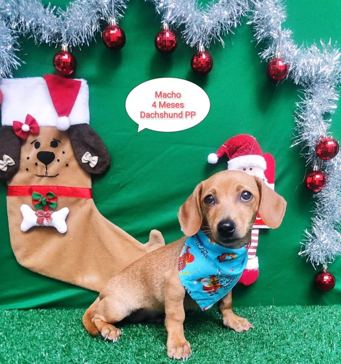 Cachorro ra a Dachshund  idade 2 a 6 meses nome Urso