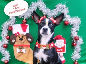 Cachorro raça SRD-ViraLata idade 1 ano nome Rubi