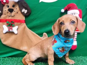 Cachorro raça Dachshund  idade 2 a 6 meses nome Urso