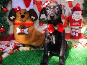 Cachorro raça SRD-ViraLata idade 2 a 6 meses nome Lary